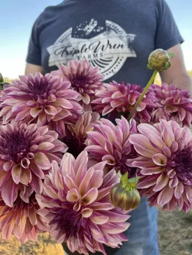 KA's™ Cafe Mauve Dahlia Tuber