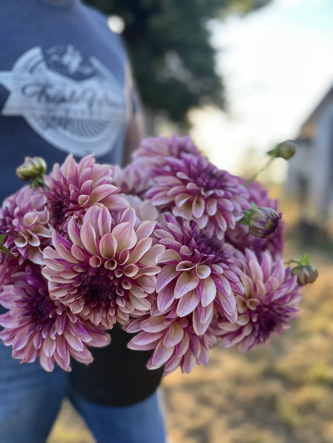 KA's™ Cafe Mauve Dahlia Tuber